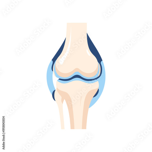 Human Knee Joint Anatomy Illustration.