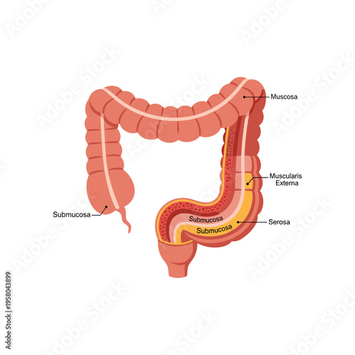 Human large intestine anatomy diagram.