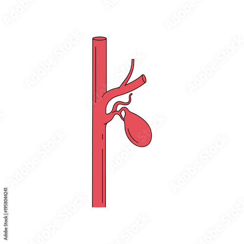 Human body artery blood vessel anatomy.
