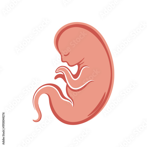 Human fetus development stage illustration.