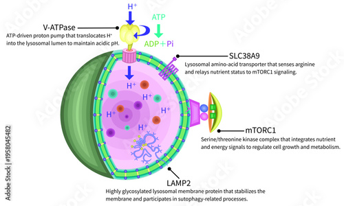 Molecular schematic of lysosomal membrane proteins and nutrient signaling pathways