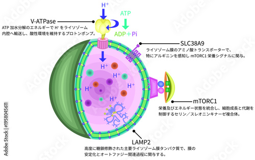 Molecular schematic of lysosomal membrane proteins and nutrient signaling pathways