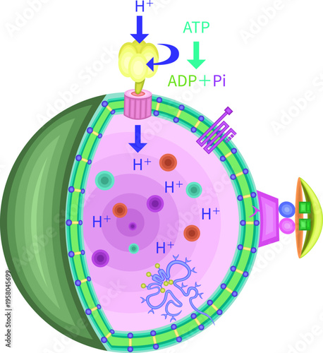 Molecular schematic of lysosomal membrane proteins and nutrient signaling pathways