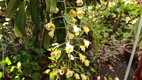 A beautiful yellow orchid, Dendrobium lindleyi Steud, is blooming profusely in nature.