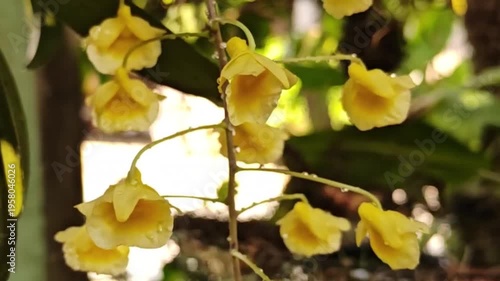 A beautiful yellow orchid, Dendrobium lindleyi Steud, is blooming profusely in nature.