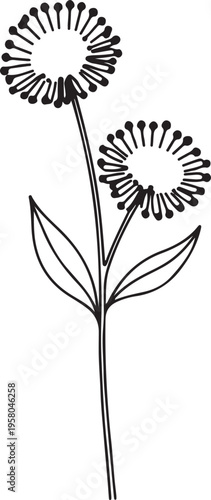 Elegant hand-drawn outline illustration of two delicate dandelion-like flowers on a slender stem with graceful leaves, embodying minimalist nature art and botanical simplicity