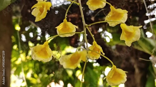 A beautiful yellow orchid, Dendrobium lindleyi Steud, is blooming profusely in nature.