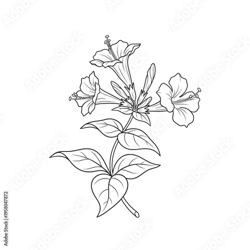 Detailed Line Art Illustration of Four OClock Flowers.