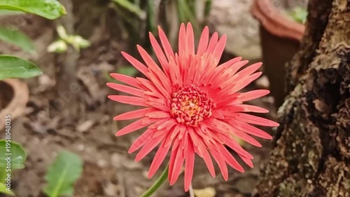 A close-up photograph of pink gerberas in their natural environment.