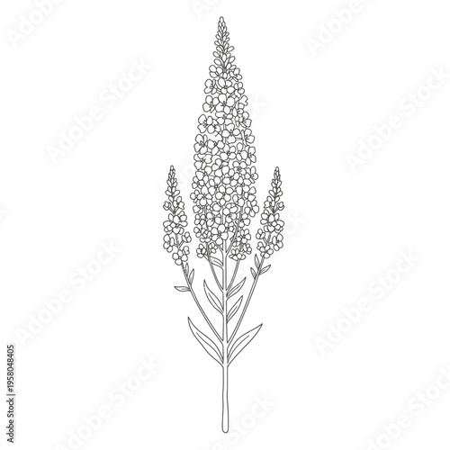 Detailed Outline Drawing of a Tall Flowering Plant with Multiple Spikes.