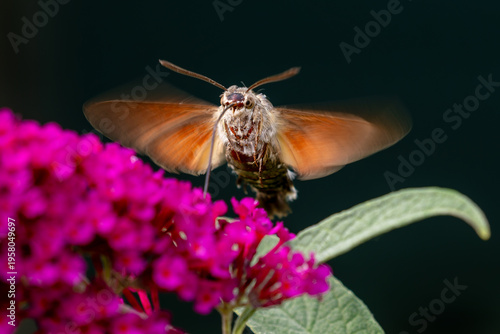 Humming-bird Hawk-moth - Macroglossum stellatarum, beautiful small hawkmoth from European meadows, Zlin, Czech Republic.
