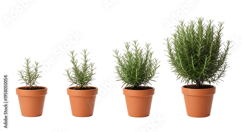 Four potted rosemary plants showing growth stages from small to large in terracotta pots.