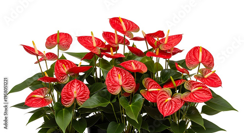 A vibrant cluster of red anthurium flowers with glossy green leaves against a white background.