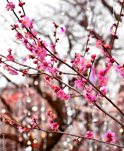 早春に咲く、ライトアップに輝くピンクの梅の花