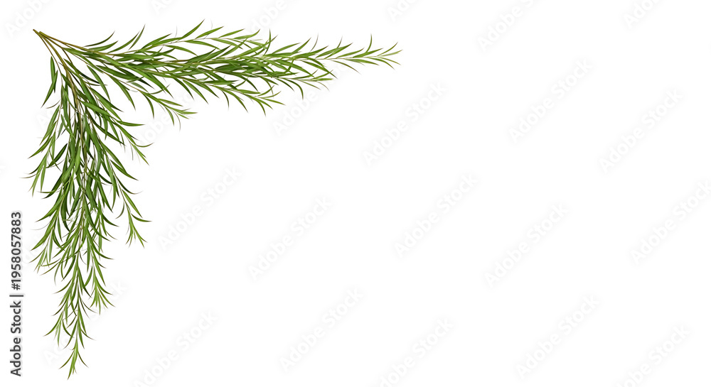 Fototapeta premium A green sprig with thin leaves forming a decorative corner on a plain white background, ideal for design elements.
