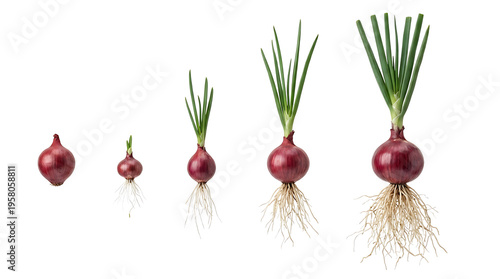 Five red onion bulbs showing various stages of growth from small seeds to mature plants with green shoots and developed roots on a white background.