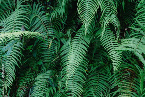 Foto Lush green ferns thrive in the undergrowth of the forest in Sa Pa, Lao Cai, Vietnam