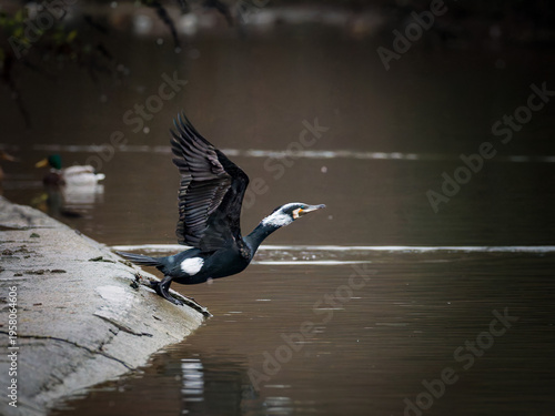 Grand cormoran (Phalacrocorax carbo) au bord de l’eau en milieu urbain avec canard colvert (Anas platyrhynchos) en arrière-plan