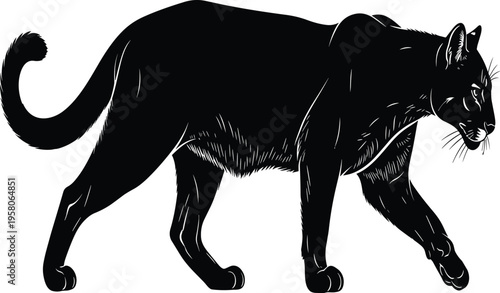 Stealthy black panther or cougar silhouette walking vector illustration isolated on white background, wild big cat predator graphic for hunting nature design