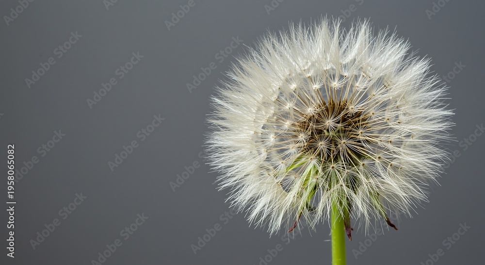 Fototapeta premium Closeup view of a mature dandelion seed head ready for dispersal in nature