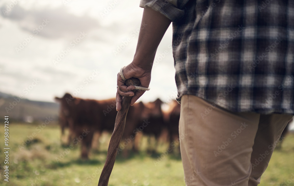 Obraz premium Agriculture, cows and hands of farmer with stick for herd management, pastoral beef trade or security. Person, back of rancher and agro livestock for cattle farming, meat production or monitor safety
