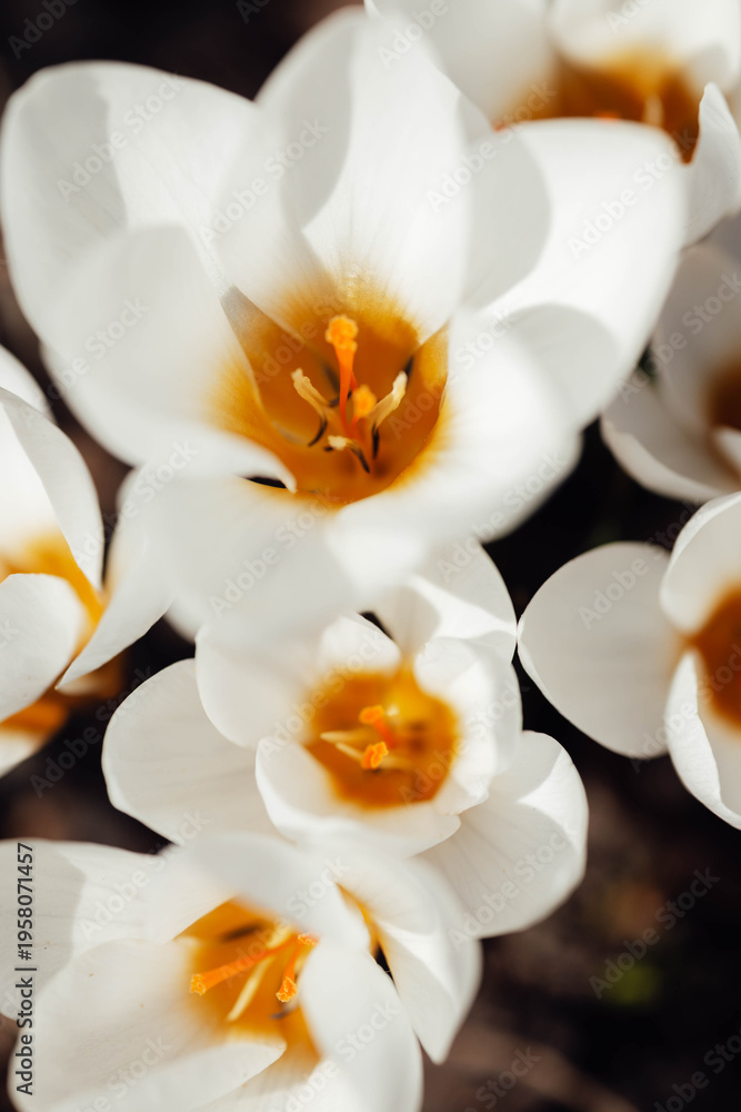 Fototapeta premium Blooming white crocuses in spring garden