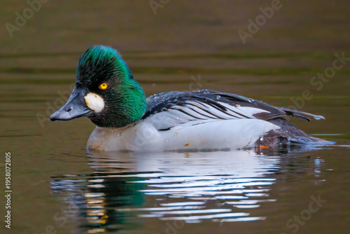 Foto Schellente (Bucephala clangula) Männchen und Weibchen