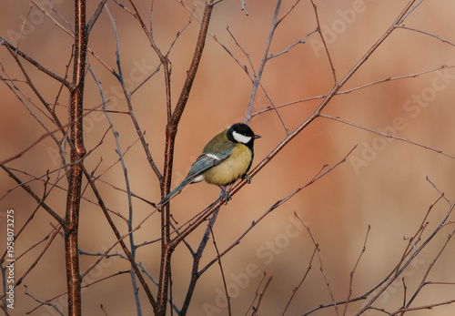 Sparrow on branches at sunset