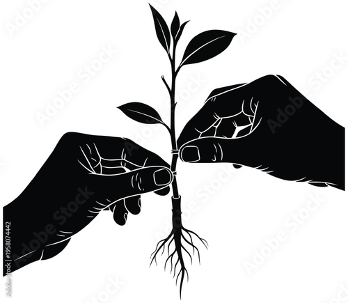 Hands grafting a young seedling plant with visible roots—a plant propagation and gardening concept.