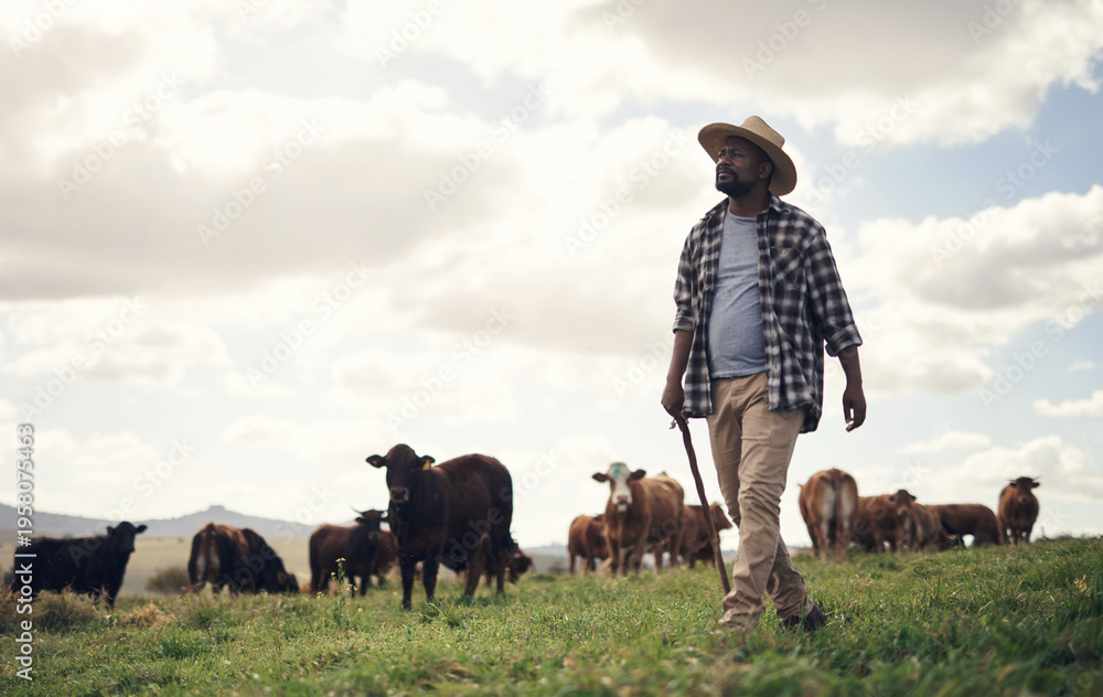 Fototapeta premium Agriculture, animals or man with cows in field for herd management, pasture grazing or security. Mature black person, space or rancher with agro livestock for cattle farming, meat production or trade