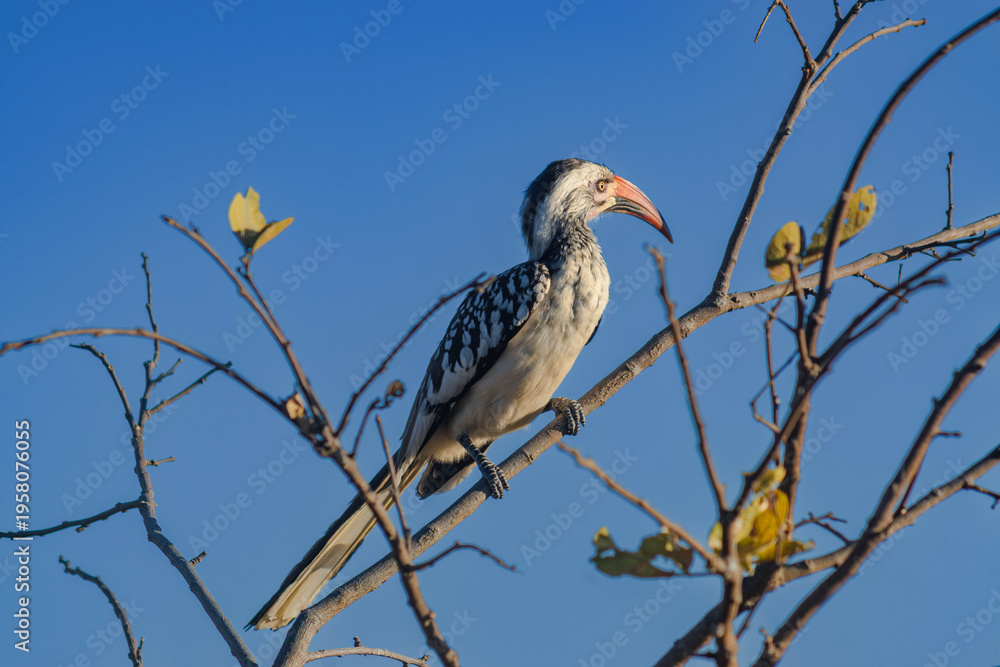Fototapeta premium Red-billed hornbill perched in a tree