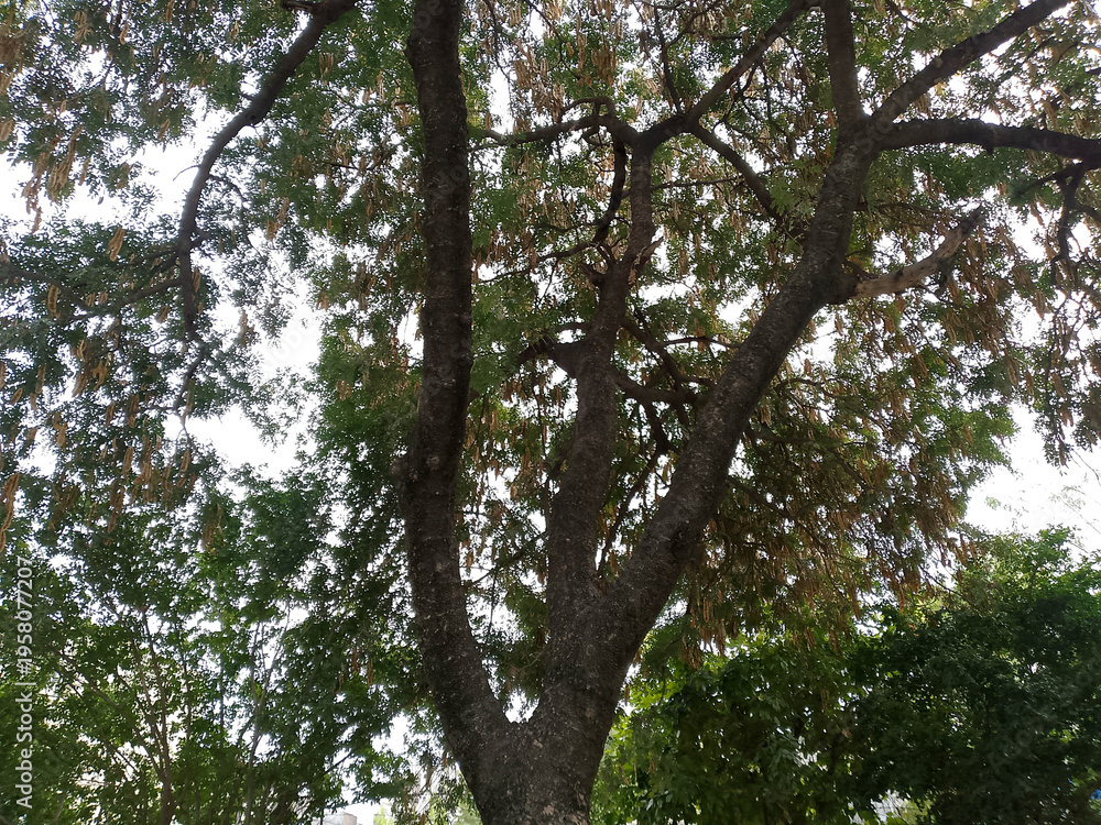 Fototapeta premium Large Tree Trunk with Green Leaves and Branches Against Bright Sky
