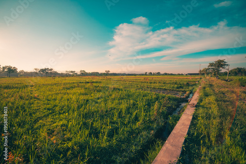 going sunset in the field