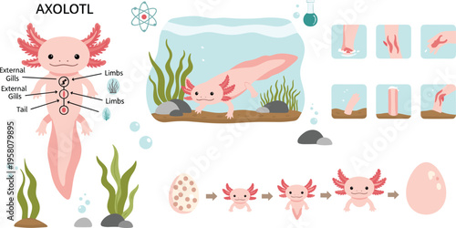 Axolotl anatomy and life cycle diagram with regeneration stages and habitat, educational biology flat vector illustration collection for science learning design