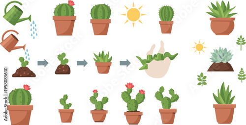 Cactus plant growth and care set with watering, sunlight and potted succulents, gardening process cartoon vector illustration collection
