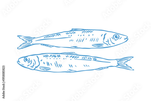 Hand drawn illustration of two sardines