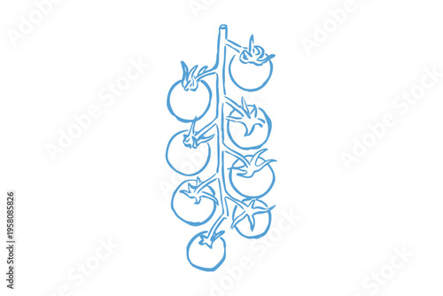 Hand drawn sketch of a vine of cherry tomatoes, illustration of fresh organic vegetables, vector line art