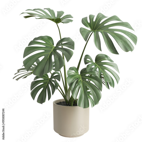 Lush green monstera deliciosa houseplant in white ceramic pot indoors indoor plant glossy leaves