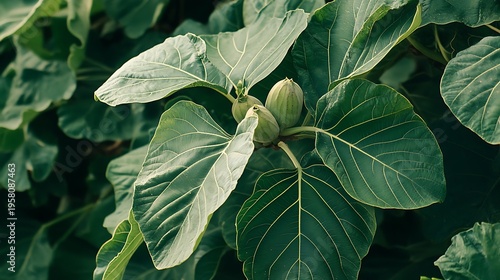fig tree with large leaves and ripening fruit