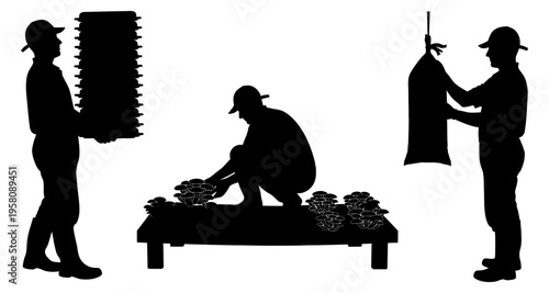 Mushroom farmers harvesting and packaging in silhouette focusing on cultivation details for agricultural industry