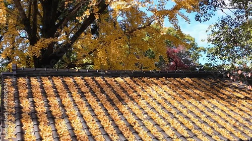 屋根に落ちたイチョウの黄葉　熊本城