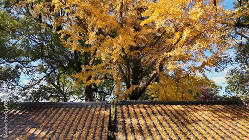 屋根に落ちたイチョウの黄葉　熊本城
