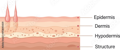 Skin layers infographic illustration.