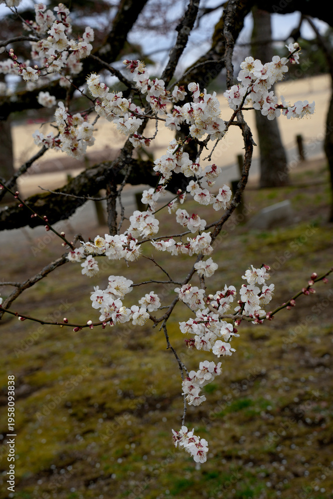 Fototapeta premium 白梅
