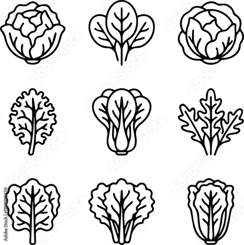 Set of line icons featuring different types of leafy greens including lettuce cabbage and bok choy for a healthy diet infographic