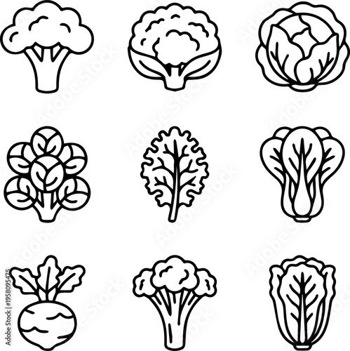 Set of line icons featuring cruciferous vegetables including broccoli cauliflower and brussels sprouts for a cooking and recipe illustration