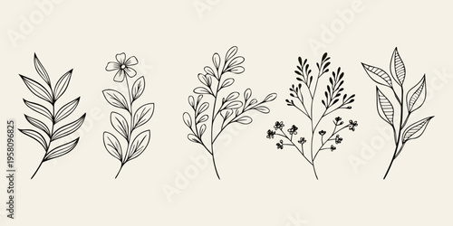 Botanical illustration of five delicate floral and foliage line drawings