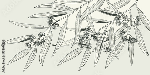 Detailed botanical illustration of eucalyptus branches with leaves and blossoms