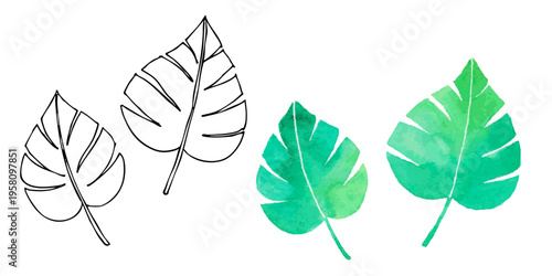 水彩モンステラの葉2枚セット｜南国植物・ボタニカルデザイン・グリーン素材