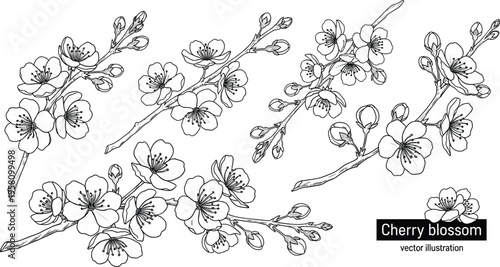 Hand drawn cherry blossom branch vector collection featuring black and white ink sketch style floral elements with spring flowers and buds for botanical design.